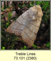 Treble Lines, Charanyca trigrammica