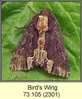 Bird's Wing, Dypterygia scabriuscula