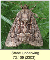 Straw Underwing, Thalpophila matura