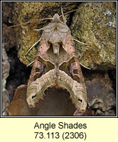 SAngle Shades, Phlogophora meticulosa