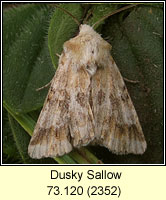 Dusky Sallow, Eremobia ochroleuca