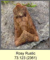 Rosy Rustic, Hydraecia micacea