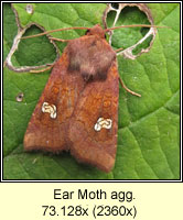 Ear Moth agg, Amphipoea oculea agg