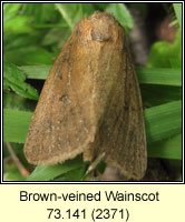 Brown-veined Wainscot, Archanara dissoluta