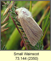 Small Wainscot, Chortodes pygmina