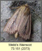 Webb's Wainscot, Archanara sparganii