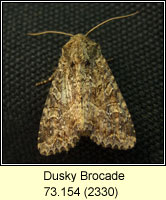 Dusky Brocade, Apamea remissa