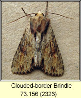 Clouded-bordered Brindle, Apamea crenata