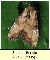 Slender Brindle, Apamea scolopacina