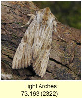 Light Arches, Apamea lithoxylaea