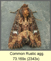 Common Rustic agg, Mesapamea secalis agg