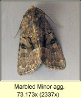 Marbled Minor agg, Oligia strigilis agg