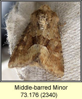 Middle-barred Minor, Oligia fasciuncula