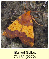 Barred Sallow, Xanthia aurago