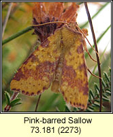 Pink-barred Sallow, Xanthia togata