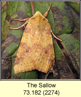 The Sallow, Xanthia icteritia