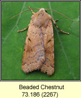 Beaded Chestnut, Agrochola lychnidis