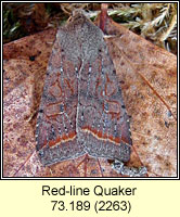 Red-line Quaker, Agrochola lota