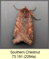 Southern Chestnut, Agrochola haematidea