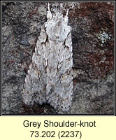 Grey Shoulder-knot, Lithophane ornitopus