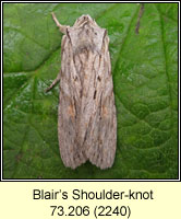 Blair's Shoulder-knot, Lithophane leautieri