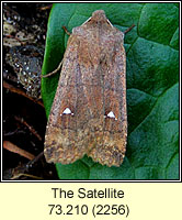 Satellite, Eupsilia transversa