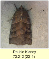 Double Kidney, Ipimorpha retusa