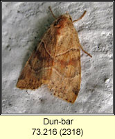 Dun-bar, Cosmia trapezina