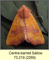 Centre-barred Sallow, Atethmia centrago