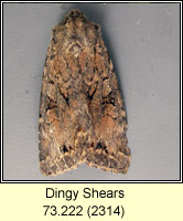 Dingy Shears, Apterogenum ypsillon