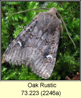 Oak Rustic, Dryobota labecula