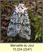 Merveille du Jour, Dichonia aprilina