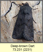 Deep-brown Dart, Aporophyla lutulenta