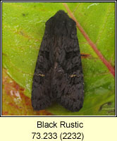 Black Rustic, Aporophyla nigra