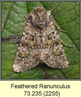 Feathered Ranunculus, Polymixis lichenea
