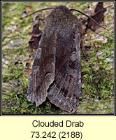 Clouded Drab, Orthosia incerta