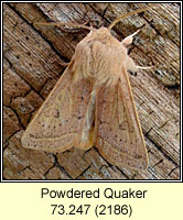 Powdered Quaker, Orthosia gracilis