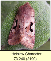 Hebrew Character, Orthosia gothica