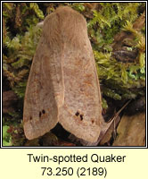 Twin-spotted Quaker, Orthosia munda