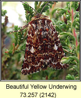 Beautiful Yellow Underwing, Anarta myrtilli