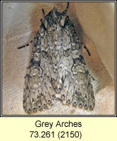 Grey Arches, Polia nebulosa