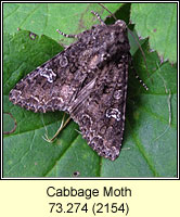 Cabbage Moth, Mamestra brassicae