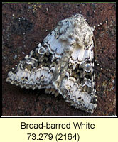 Broad-barred White, Hecatera bicolorata