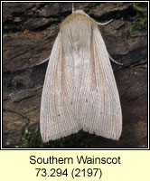 Southern  Wainscot, Mythimna straminea