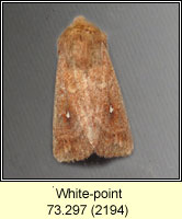 White-point, Mythimna albipuncta
