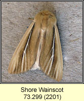 Shore Wainscot, Mythimna litoralis