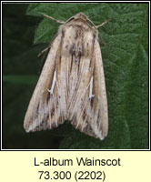 L-album Wainscot, Mythimna l-album