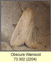 Obscure Wainscot, Mythimna obsoleta