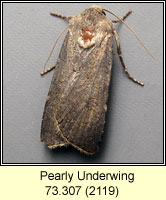 Pearly Underwing, Peridroma saucia