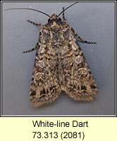 White-line Dart, Euxoa tritici